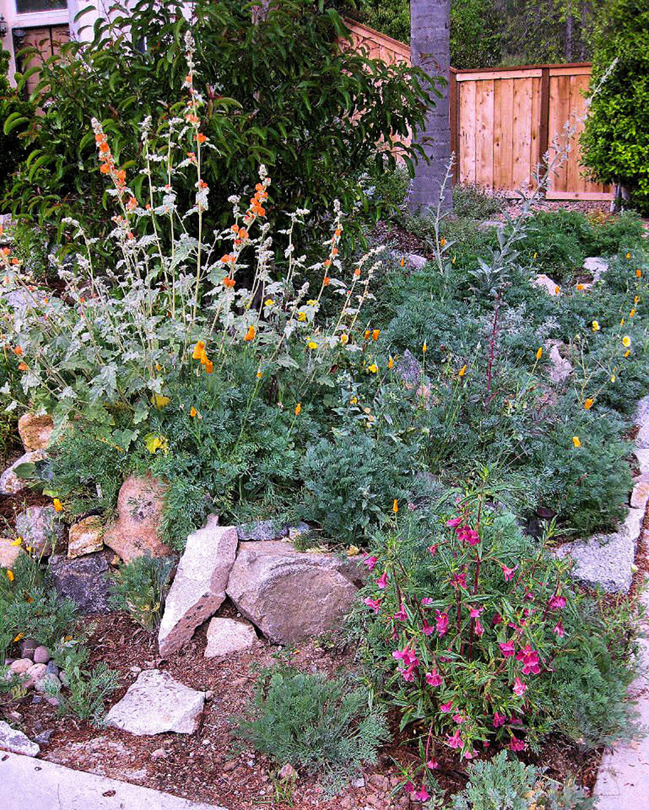 California Native Plant Garden. Creative Commons photo by Mechanoid Dolly
